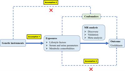 Lifestyle factors, serum parameters, metabolic comorbidities, and the risk of kidney stones: a Mendelian randomization study